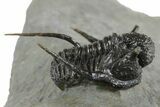 Bumpy Cyphaspis Trilobite - Top Quality Specimen #350492-2